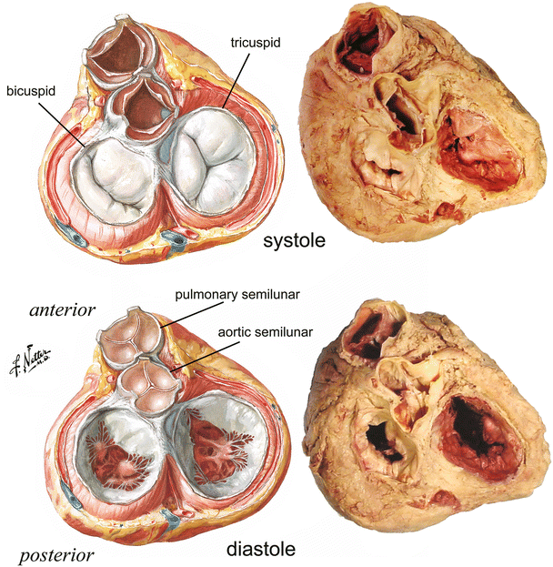 Anatomy of the Human Heart | Thoracic Key