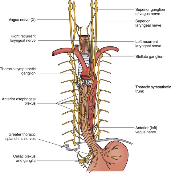 Esophagus | Thoracic Key