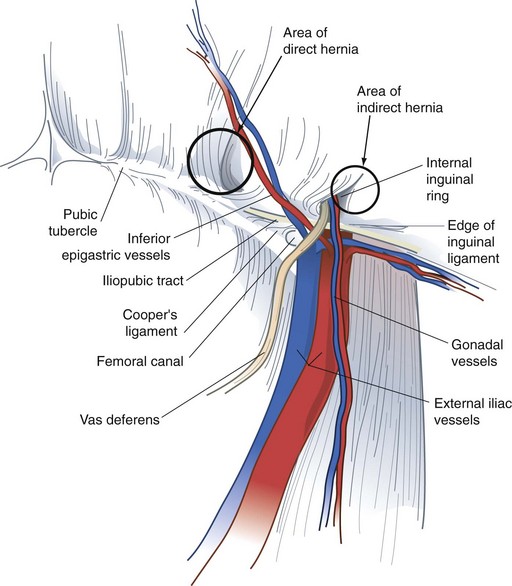 Groin Vascular Anatomy
