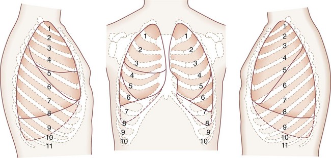 Related Keywords & Suggestions for lung and rib anatomy