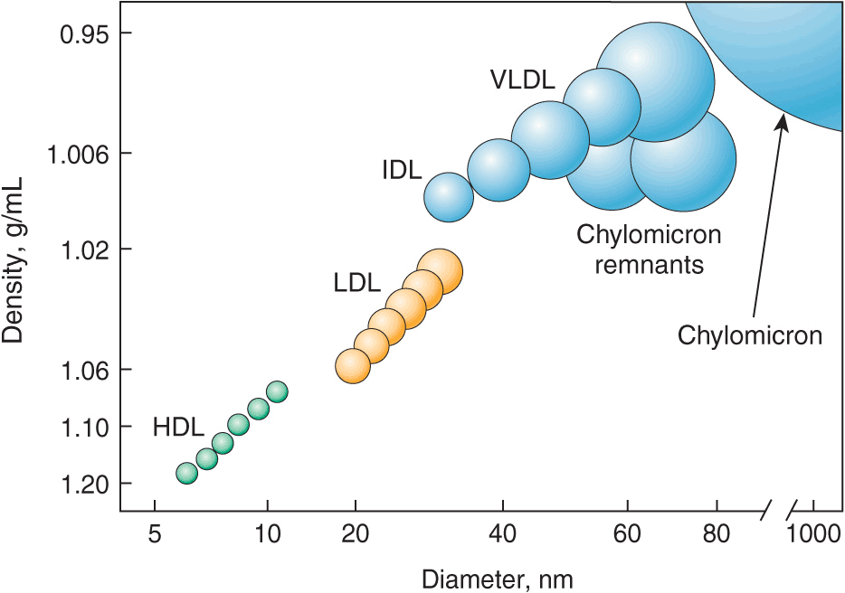 disorders-of-lipoprotein-metabolism-thoracic-key