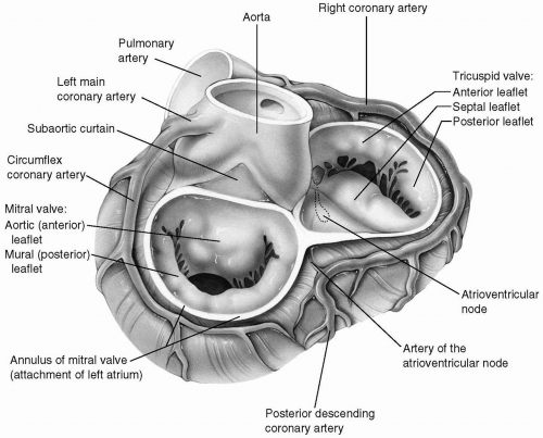 Mitral Valve Anatomy Images Pdf Infoupdate