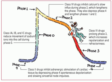 cardiac action potential drugs