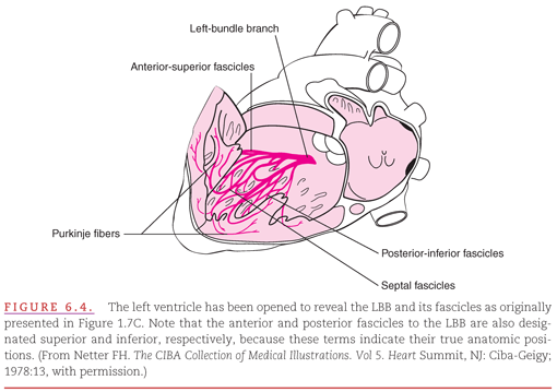 Intraventricular Conduction Abnormalities Thoracic Key 4531