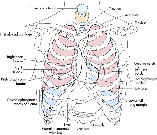 Rib Cage With Heart And Lungs - Skeletal System on emaze ...