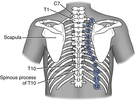 Anatomy Of Ribs Posterior : Vertebral column, ribs and sternum - FHS122