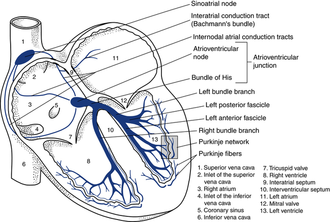 The Basics of ECG Interpretation (Part 1 – Anatomy and Physiology)