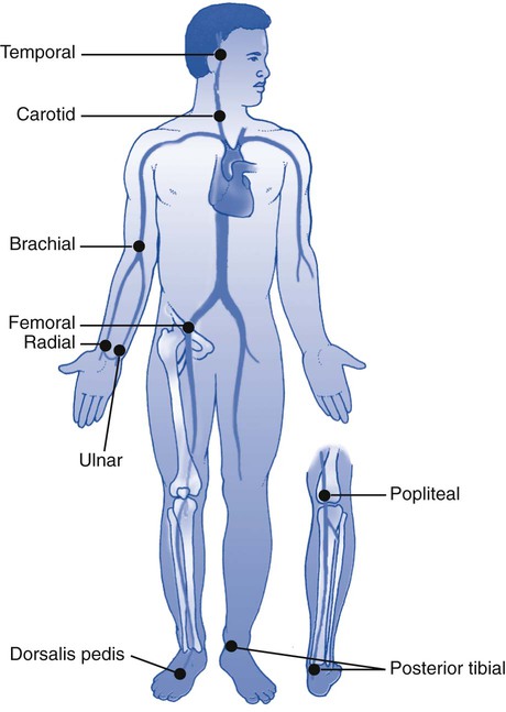 Pulse Points Colokasin