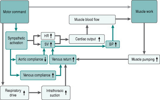 Factors that affect on sale blood pressure