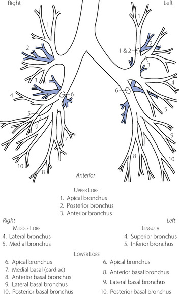 Functional anatomy of the respiratory tract | Thoracic Key