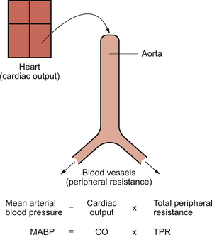 arterial blood pressure