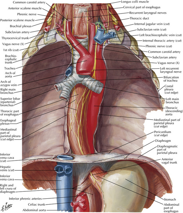 Normal Anatomy And Flow During The Complete Examination