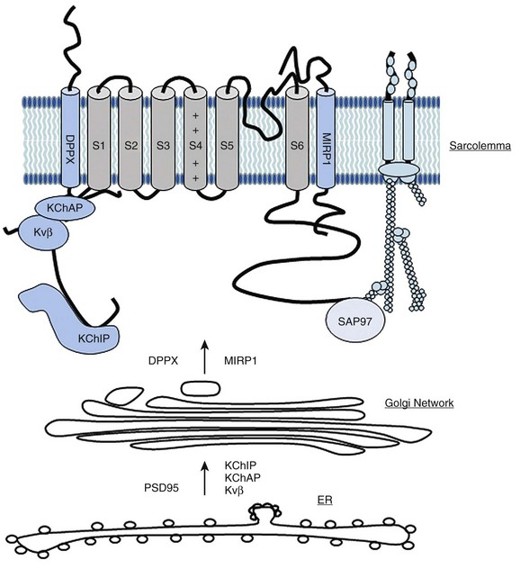 Macromolecular Complexes and Cardiac Potassium Channels | Thoracic Key