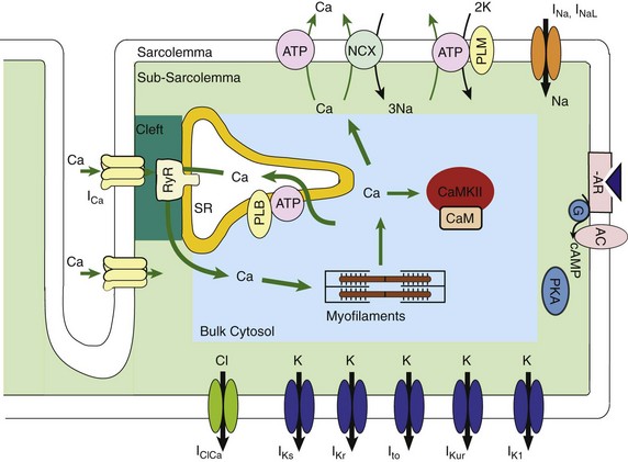 ventricular action potential