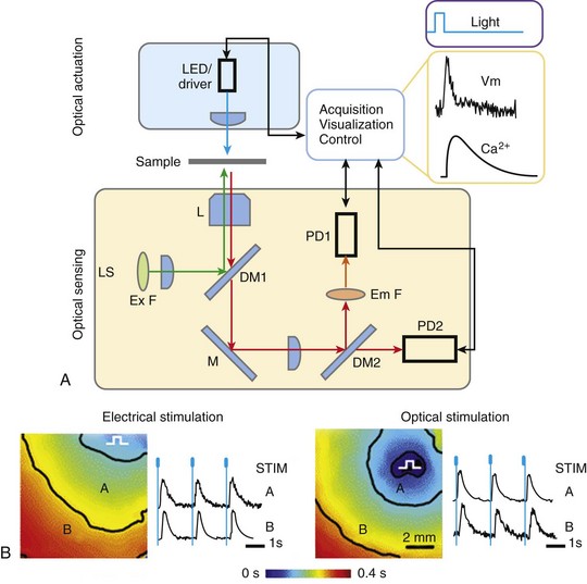 Optogenetic Control Of Heart Muscle | Thoracic Key