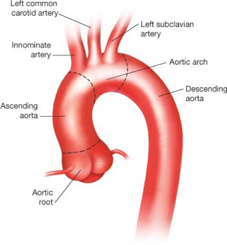 how many aortic arches do humans have