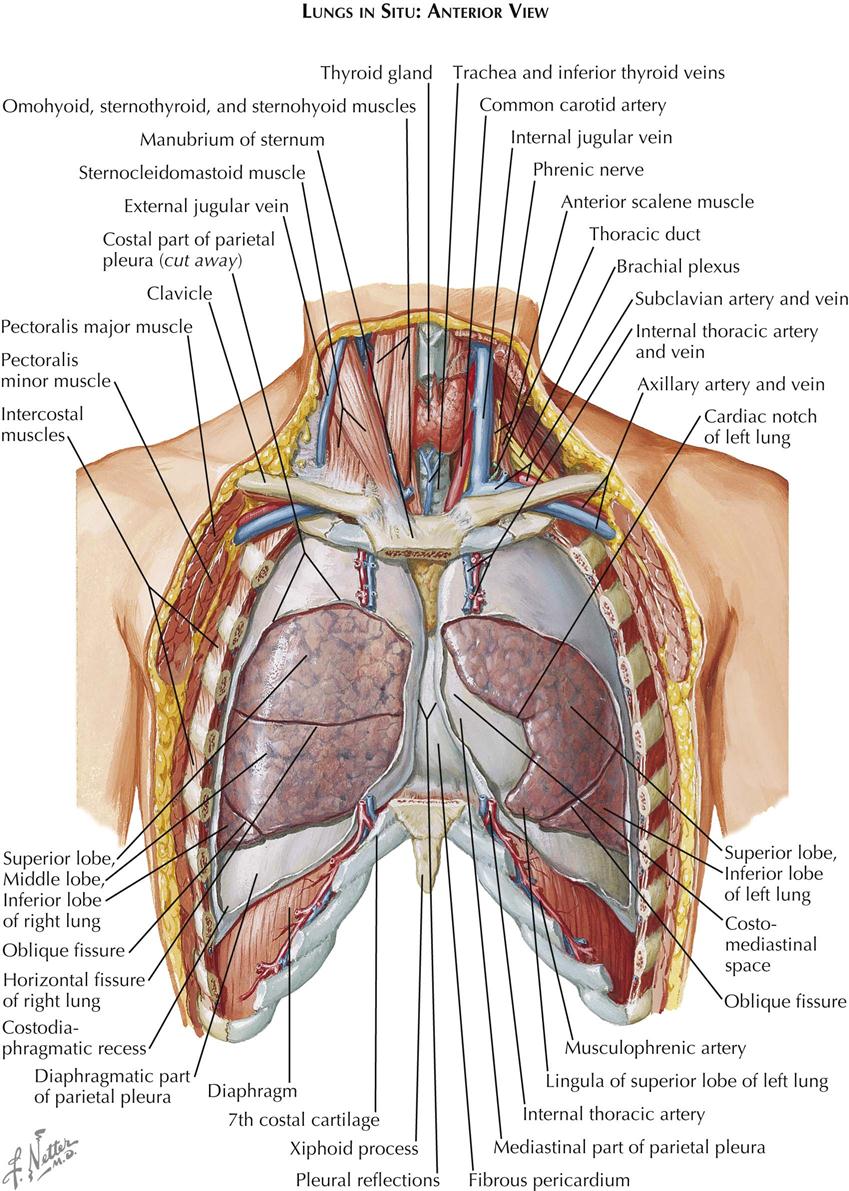 Thorax Anatomy Anatomy Of Thorax And Abdomen Illustration Stock