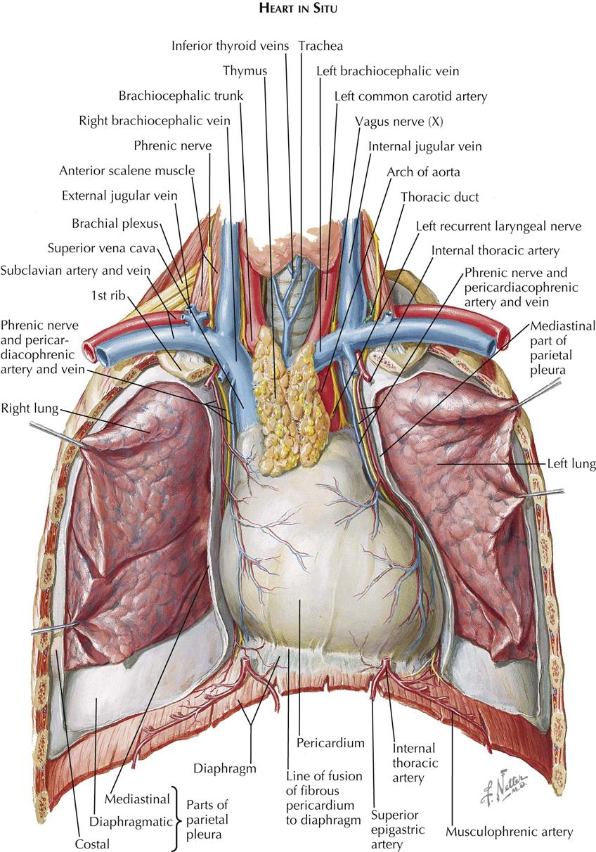 1. Anatomy | Thoracic Key
