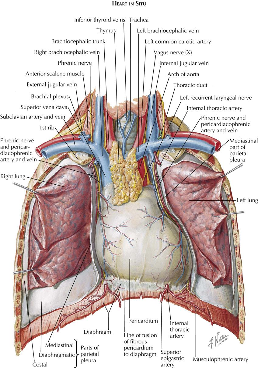 Anatomy Of Chest Organs Thoracic Wall Wikipedia See Chest Anatomy The