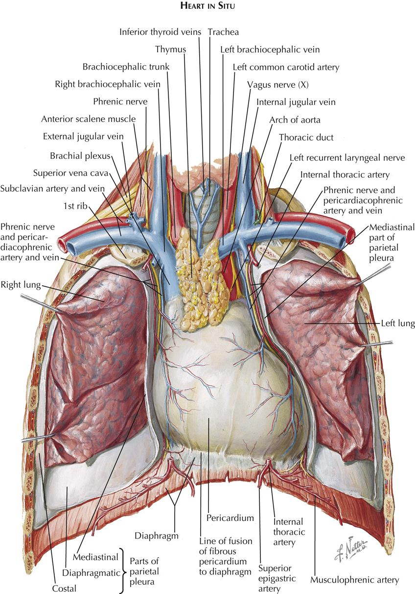 Thorax Anatomy