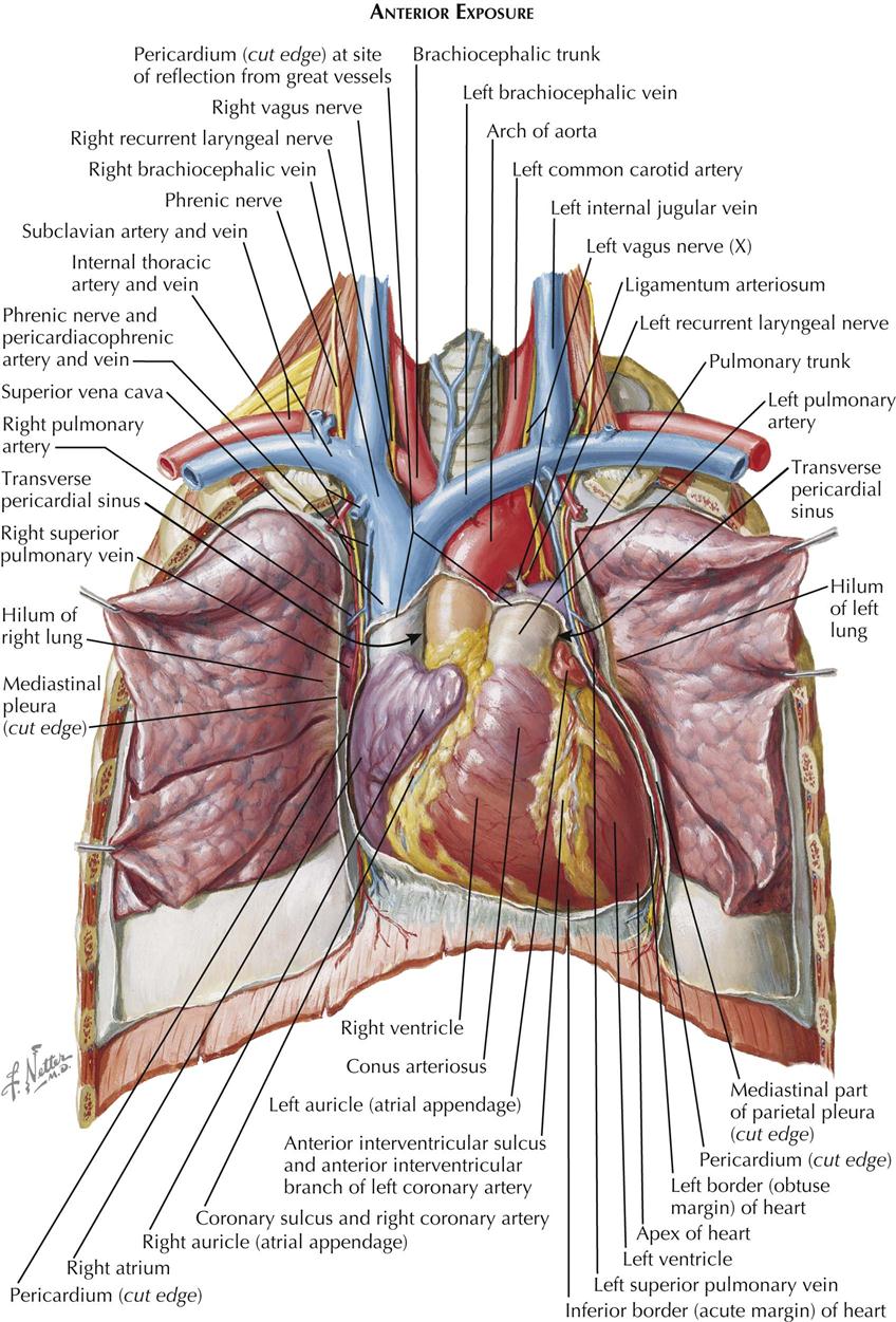 1. Anatomy  Thoracic Key