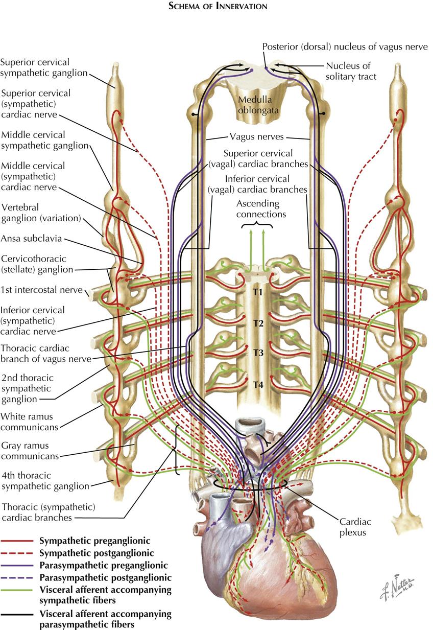 Posterior Thorax Organs