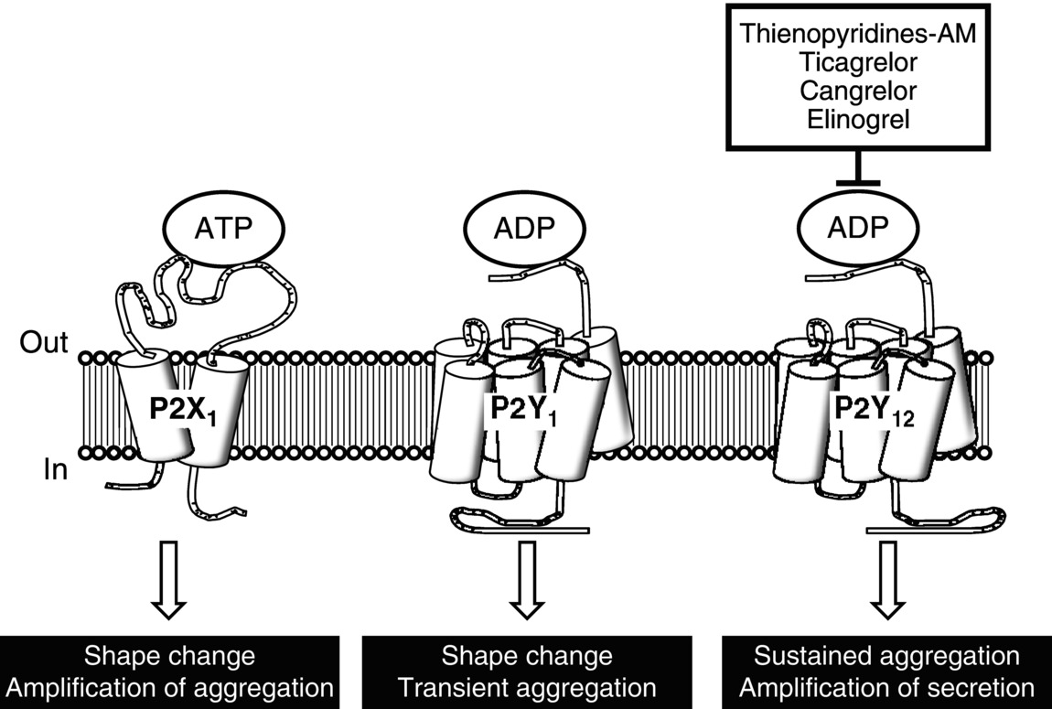 c3-fig-0001