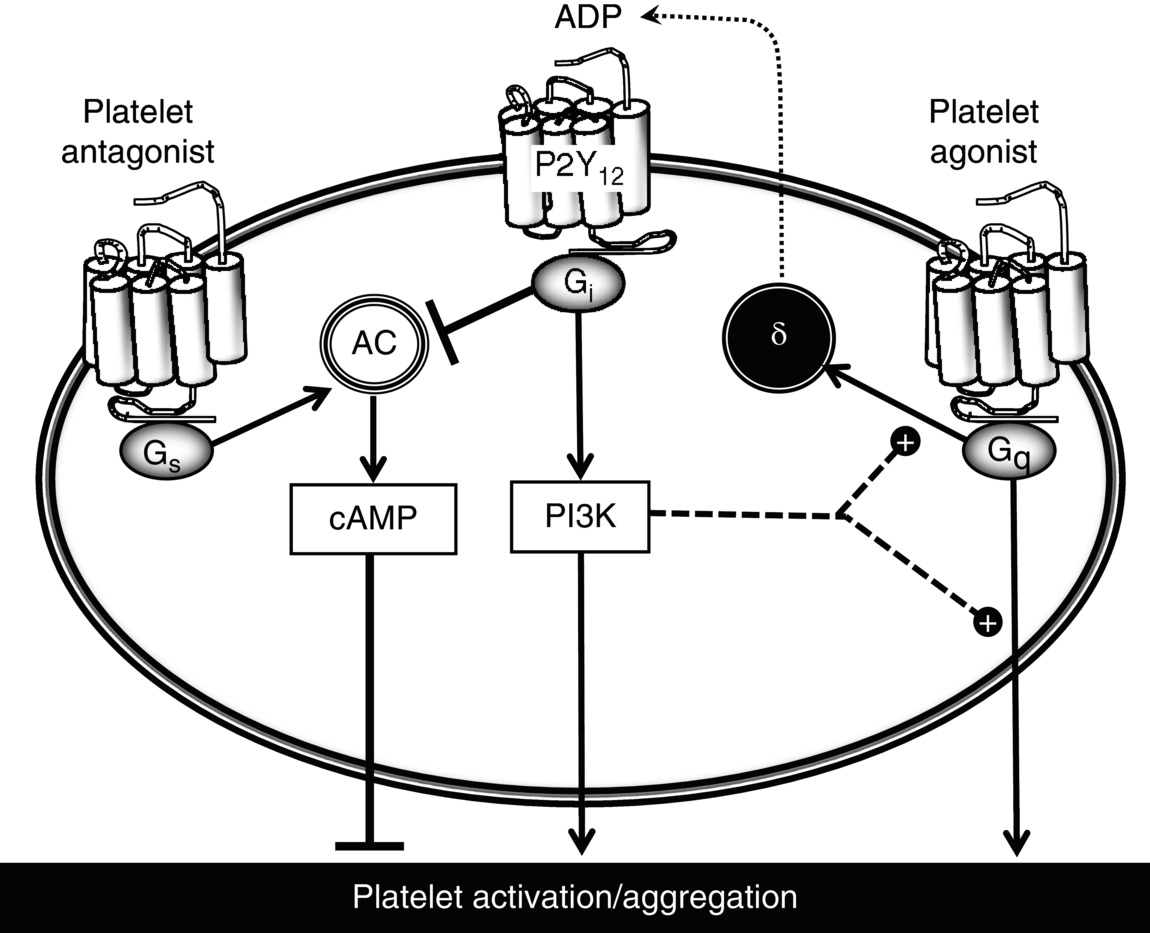 c3-fig-0002