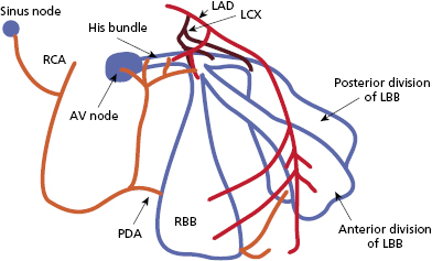 c1-fig-0001