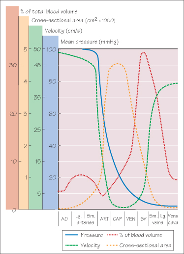 Blood Flow, Blood Pressure, and Resistance