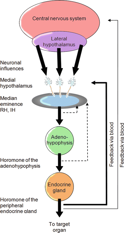 autonomic nervous system