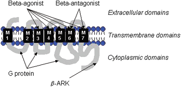 A145597_3_En_15_Fig2_HTML.gif