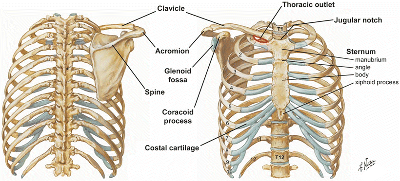 Thoracic Cavity Anatomy