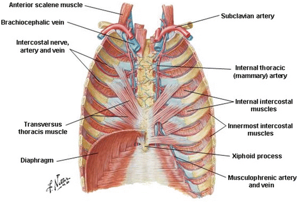 Anatomy Of The Thoracic Wall Pulmonary Cavities And Mediastinum 