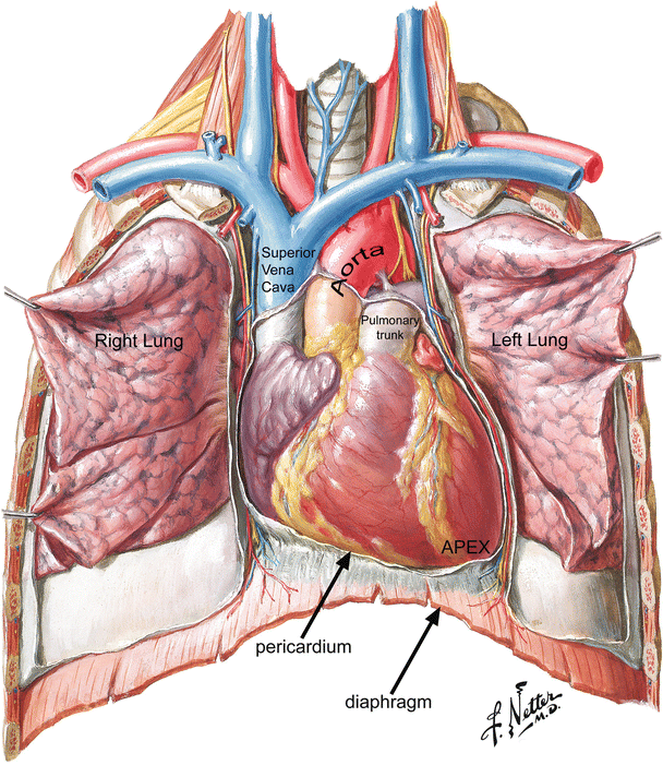 exact location of heart human
