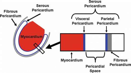 The Pericardium | Thoracic Key
