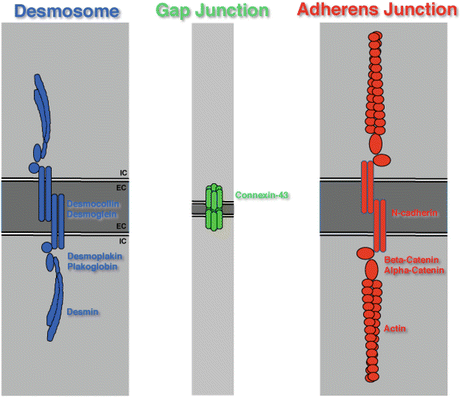 A315858_1_En_1_Fig3_HTML.gif