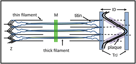 A315858_1_En_3_Fig6_HTML.gif