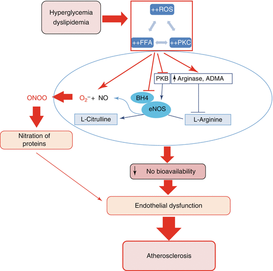 Insulin-Dependent Activation of Endothelial Nitric Oxide Synthase