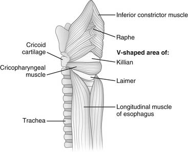 Eshophageal Anatomy and Function | Thoracic Key