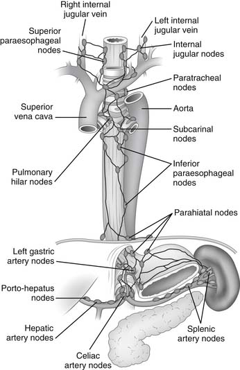 Figure 1 From Anatomy Of Lymphatic Drainage Of The Es - vrogue.co