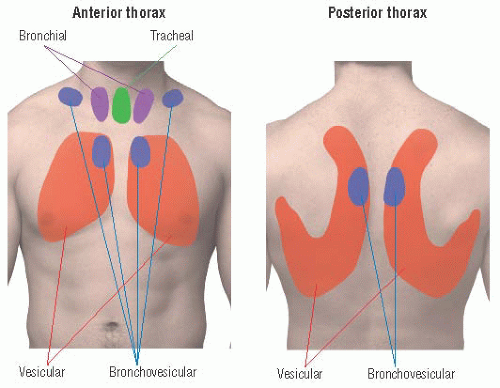 auscultating anterior lung sounds