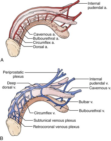 Erectile Dysfunction Thoracic Key