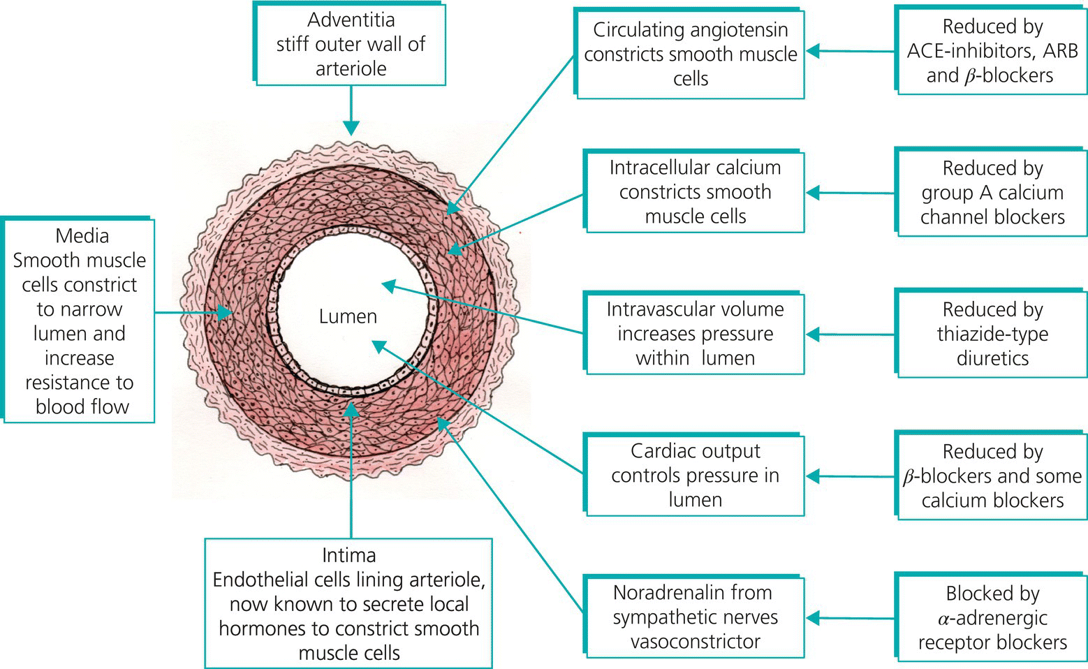 c9-fig-0005