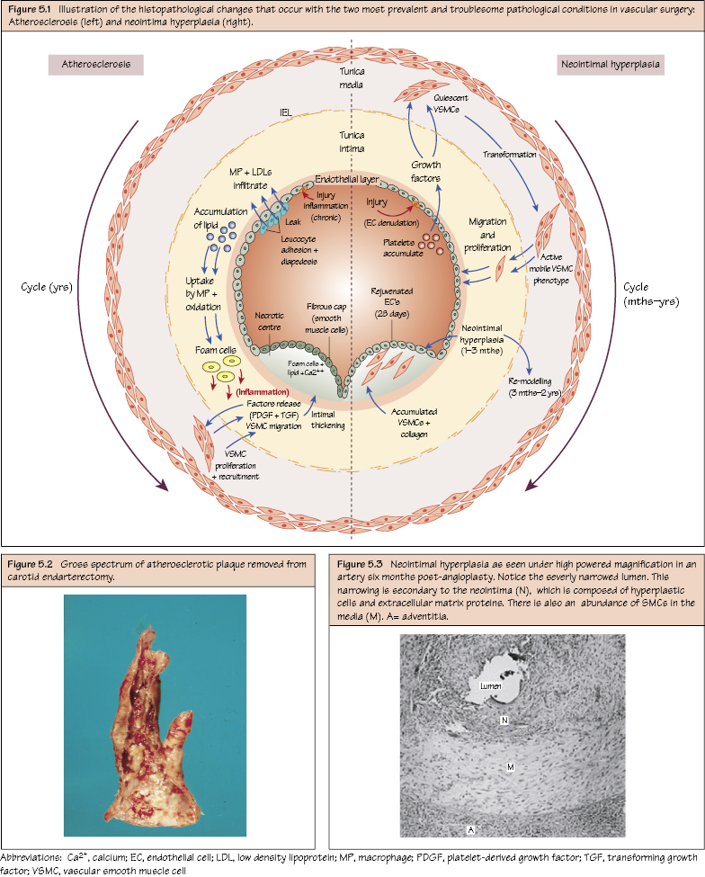 c5-fig-5001