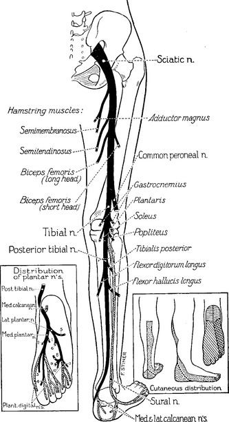 Case 3 | Thoracic Key