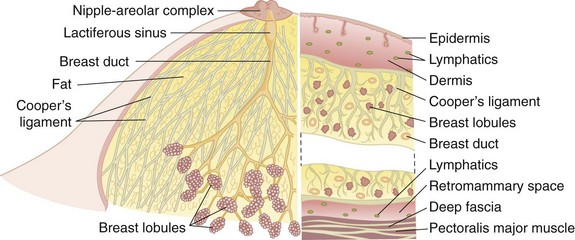 Breast Anatomy: Overview, Vascular Anatomy and Innervation of the Breast,  Breast Parenchyma and Support Structures