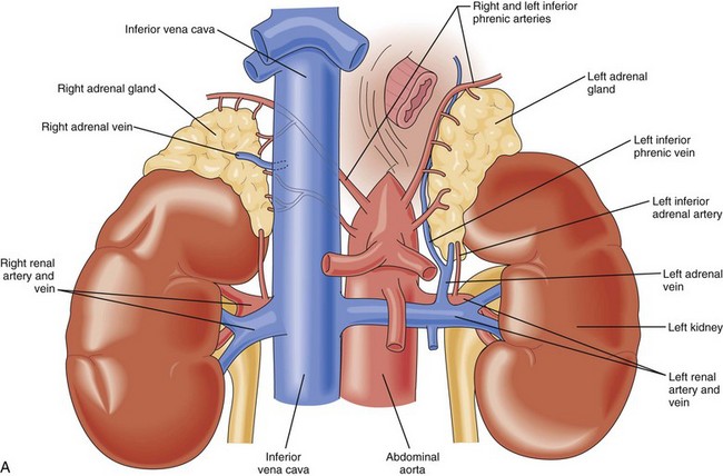 where are your adrenals located