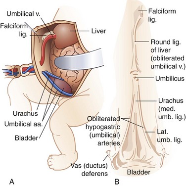 Navel Anatomy