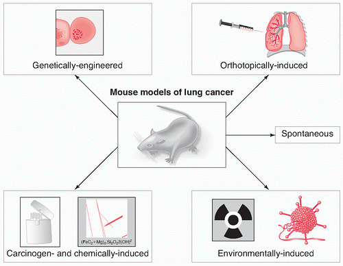 Mouse Models of Lung Cancer | Thoracic Key